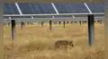 Los zorros se instalaron en una gran solar y lo convirtieron en su hábitat natural: la sombra de los paneles crearon un nuevo ecosistema