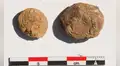 Arqueólogos desentierran unas raras papas deshidratadas de 500 años de antigüedad en un yacimiento inca costero