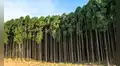 España plantó un árbol invasor hace 60 años y ahora se arrepiente: está afectando la avifauna y el ecosistema no lo soporta