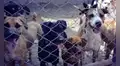 Sentencia por maltrato animal: encargada de albergue recibe 2 años y 6 meses de prisión por actos de abandono y crueldad