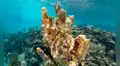 Buenas noticias en los océanos: científicos identifican 160 km² de arrecifes de coral capaces de sobrevivir a la crisis climática