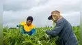 Agroexportación en Perú: agua, saneamiento y salud siguen siendo los principales desafíos del campo