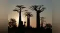 Los amigos peruanos del Baobab, por Eduardo González Viaña