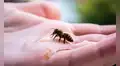 Las abejas entrenadas pueden reconocer rostros humanos: distinguen a las personas por su cara y las identifican desde distintos ángulos