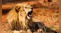 No es el cocodrilo, ni el león: existe un temible superdepredador que infunde más miedo en África