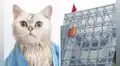 Indecopi multa a veterinaria con S/10.000 por lesionar a gato durante baño y no reportarlo a su dueña