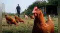 Científicos lo confirman: los pollos tienen memoria a largo plazo, resuelven problemas y anticipan lo que va a pasar
