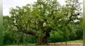 El histórico árbol que inspiró la leyenda de Robin Hood en Europa murió después de 1.200 años tras no producir hojas durante la primavera
