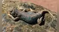 Perú suma una nueva especie: descubren una pequeña lagartija con llamativos puntos azules en el desierto de Tacna