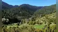 Italia plantó millones de abetos para asegurarse con madera: después de 90 años descubren que la biodiversidad se redujo a la mitad