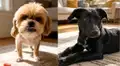 “INCONDICIONAL” impulsa la adopción responsable y da nueva vida a perros y gatos abandonados