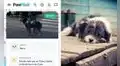 ¿Perdiste a tu mascota? Conoce la innovadora aplicación creada por un peruano que utiliza mapas y alertas para encontrar a tu engreído