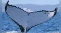 Científicos registran a dos ballenas jorobadas con un récord de migración entre Brasil y Australia