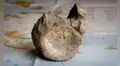 Científicos confirman el primer hueso fósil de dinosaurio descubierto en la Antártida durante una expedición