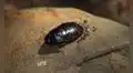 Eliminaron a miles de roedores invasores y el ecosistema respondió: insectos regresan en masa y recuperan una isla