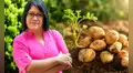 Científica peruana gana premio mundial de alimentación por crear papas biofortificadas para combatir la anemia