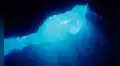 Misteriosos huevos negros son encontrados en la oscuridad del océano: albergan criaturas idénticas a las de la superficie