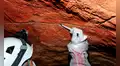 Hallan por primera vez ADN humano de 2.000 años en paredes con arte rupestre: una nueva ventana a la prehistoria