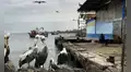 Niño Costero: pelícanos y gaviotas mueren en Pisco ante calentamiento del mar y falta de alimentos