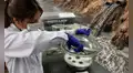 Estudiante de la UNALM desarrolla ‘esponjas inteligentes’ con restos de algodón y palta para descontaminar aguas con plomo