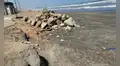 Fenómeno El Niño arrasa con la vida de aves marinas en Piura, Lambayeque y Trujillo