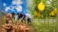 Agro peruano creció 2% en mayo: ¿qué cultivos y productos impulsaron el avance de la producción?