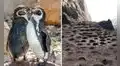 Pingüino de Humboldt en emergencia: población cayó 60% y alertan abandono masivo de colonias en Perú por el Fenómeno de El Niño