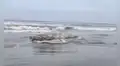 Enorme ballena jorobada de 12 metros aparece muerta en playa San José, en Lambayeque: autoridades investigan las causas
