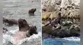 Alerta en Ica por la muerte inusual de lobos marinos en dos áreas naturales protegidas: Minam y Sernanp activan vigilancia