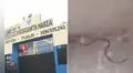 Padres de familia denuncian presencia de culebras en colegio de SJL y exigen fumigación urgente: "Los niños pensaban que eran ciempiés"