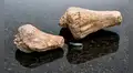 Estuvo años sin identificarse y cambió la historia: el fósil que resultó ser el primer dinosaurio hallado en la Amazonía de Ecuador