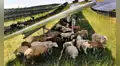 Una empresa pone 100 ovejas para pastar debajo de 31.000 paneles solares y demuestra cómo coexisten la agricultura y la energía