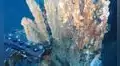 Japón descubre el lugar perfecto para una mina de oro: un cráter volcánico bajo el mar