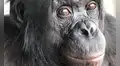 Unos científicos pusieron dos tazas frente a un primate y el animal hizo algo que se creía exclusivo de los humanos