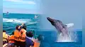 Perú inicia la temporada de avistamiento de ballenas 2026: fechas, lugares y cuánto cuesta el tour para observar estos cetáceos marinos