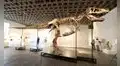 Un T. Rex gigante llamado ‘Gus’ fue vendido por US$ 50.1 millones y se convierte en el fósil de dinosaurio más caro