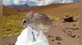 Un roedor de los Andes es el único mamífero capaz de vivir a 6700 metros, bajo temperaturas de congelación y casi sin oxígeno