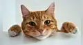 Experimento científico revela que los gatos identifican palabras más rápido que los bebés