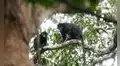 Una nueva especie para la ciencia: un mono que se escondía en la selva tropical del Congo