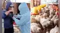 Senasa confirma brote de gripe aviar en Chiclayo: sacrifican 54 aves y descartan riesgo por consumir pollo o huevos