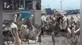 Cientos de pelícanos invaden terminal pesquero de Trujillo por falta de peces: temen riesgo sanitario