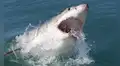 Nada cerca de la costa, mide 4 metros y pesa 771 kg: el tiburón blanco más grande fue avistado en el Atlántico por los científicos