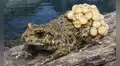 Un hongo provocó más extinciones masivas que las enfermedades, pero unos sapos encontraron la forma de sobrevivir