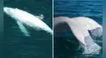 Avistan nuevamente a Suru, la rara ballena jorobada blanca, en el mar de Piura: recorrió miles de kilómetros desde Costa Rica