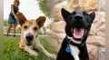 ¿Por qué se celebra el Día Mundial del Perro el 21 de julio? Conoce el triste origen de esta fecha