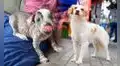 Día Mundial del Perro: conoce al viringo, al pastor Chiribaya y su legado ancestral en el Perú