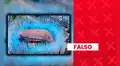 Es falso que el video de los fuegos artificiales en la celebración de España por el Mundial muestre los colores de Argentina