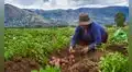 Agricultura familiar que abastece el 70% de los alimentos del país está en riesgo ante un Niño muy fuerte