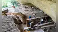 Un refugio entre las rocas de 8.000 años de antigüedad ayuda a comprender cómo fue la transición de la caza y recolección a la agricultura