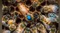 Científicos descubren un mecanismo oculto en el cerebro de las abejas que les asigna sus tareas